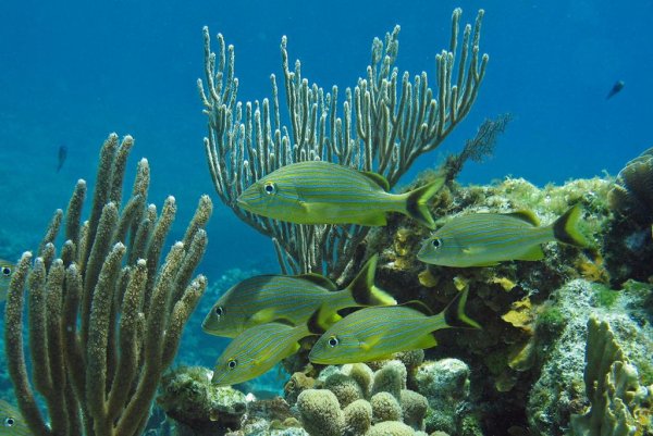 Бурые водоросли Средиземного моря