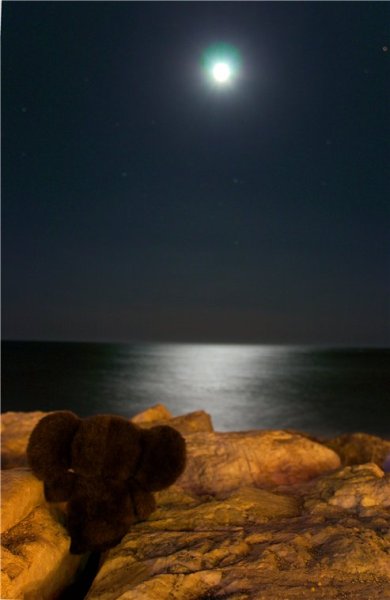 Чебурашка со спины