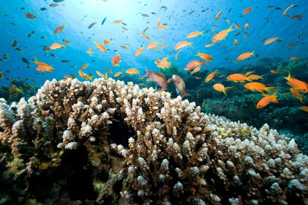 Египет море Шарм-Эль-Шейх