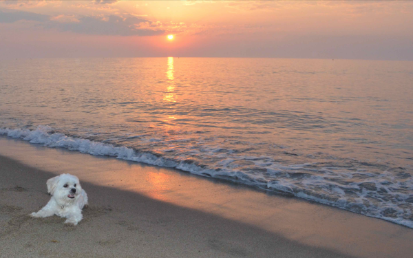 Утро море солнце