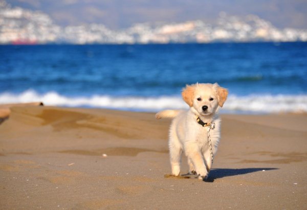 Щенок на пляже