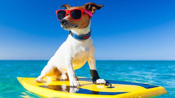 Собака на пляже