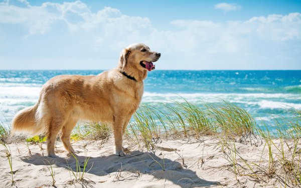 Золотистый ретривер щенок на пляже