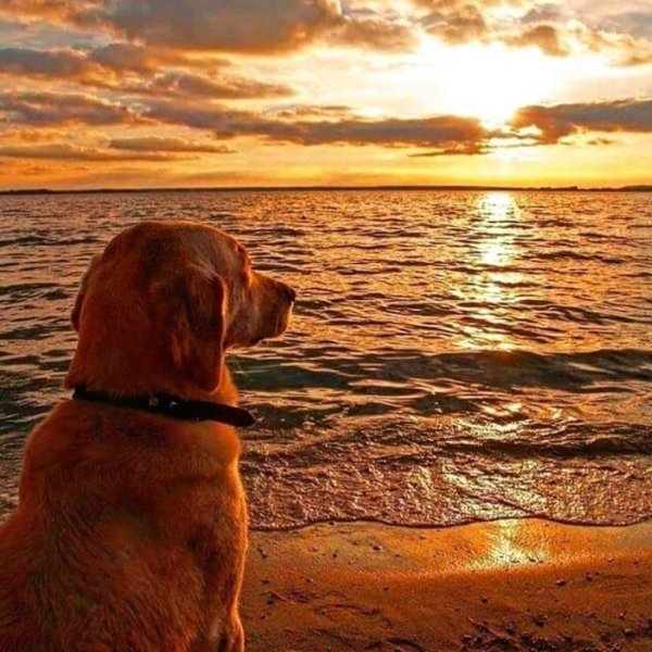 Лабрадор ретривер палевый