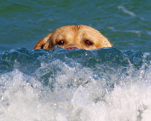 Водоплавающая собака