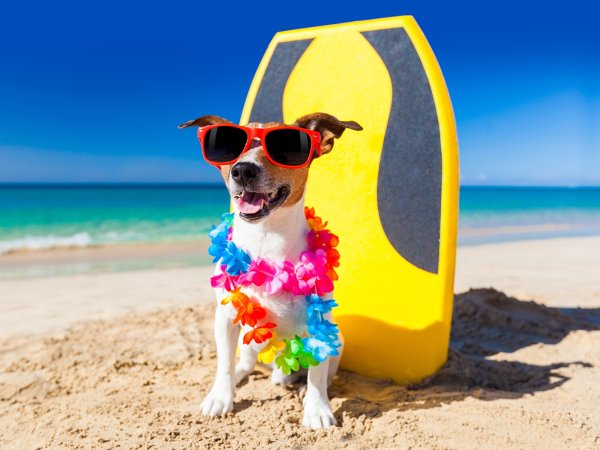 Собака на пляже