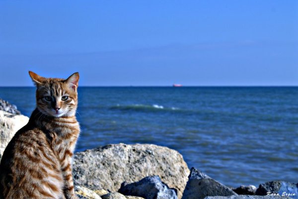 Котик на пляже