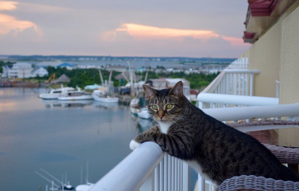 Кошка отдыхает