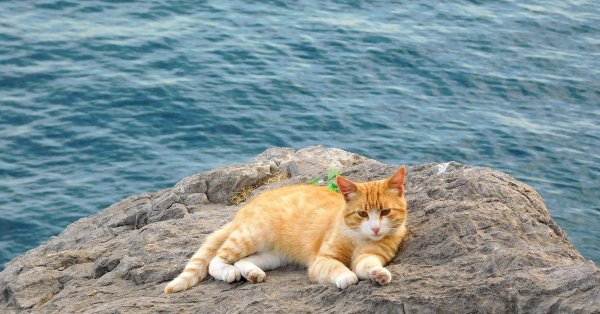 Кот лежит на солнце