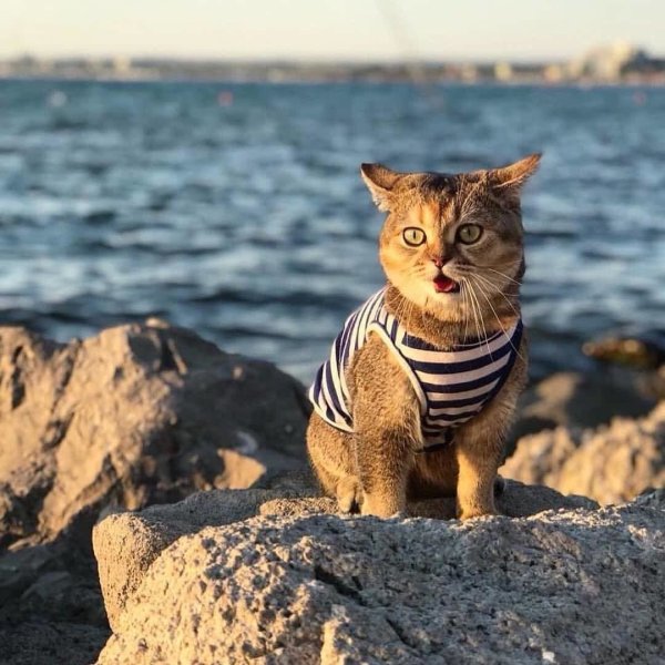 Котик на фоне моря