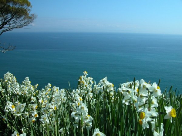 Весна цветы море