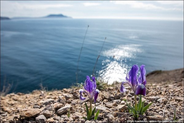 Дикие ирисы в Крыму