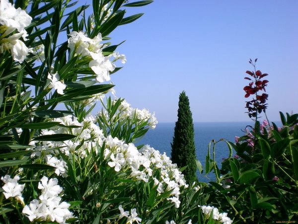 Олеандр Крымский