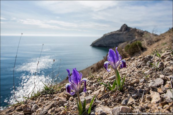 Весна солнце цветы