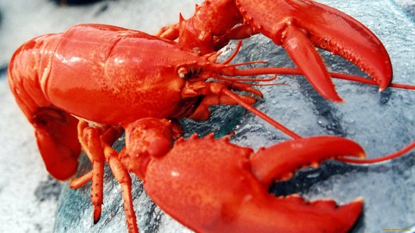 Кровь лобстера