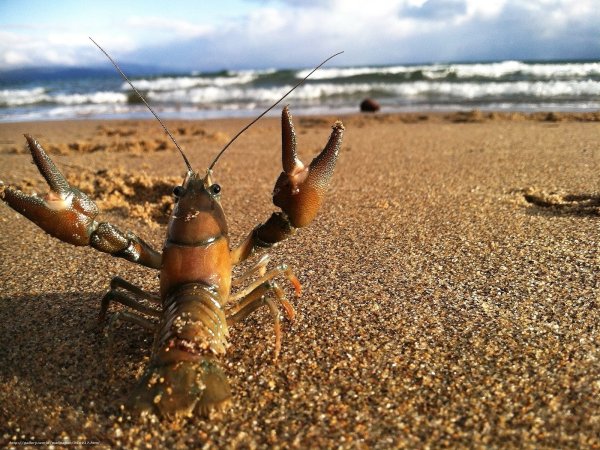 Лобстер в море живой