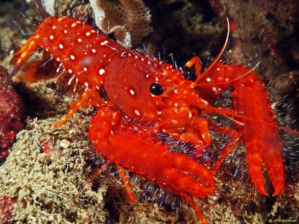 Омар рифовый Дебелиуса