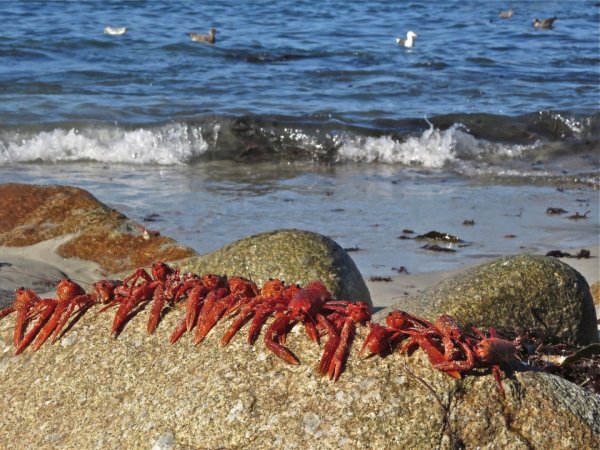 Краб фаланга. Черноморский