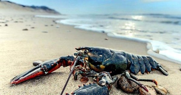 Американский Омар