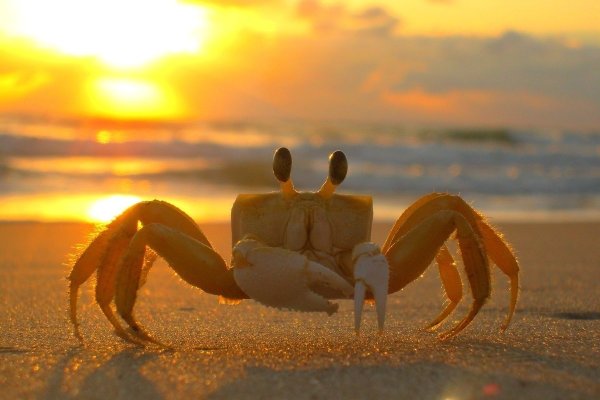 Краб на пляже