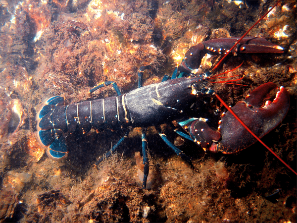 Омар ракообразное