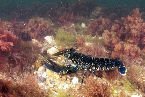 Омар в воде