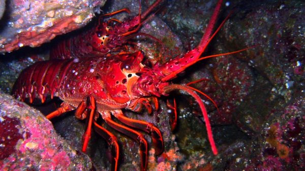 Флоридский лангуст