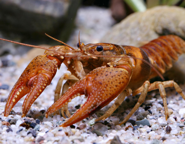 Речные ракообразные