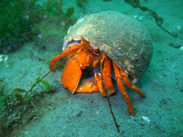 Раковина ракообразных