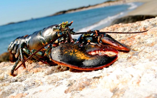 Омар ракообразное