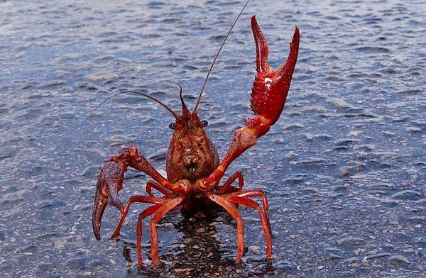 Краб с поднятыми клешнями