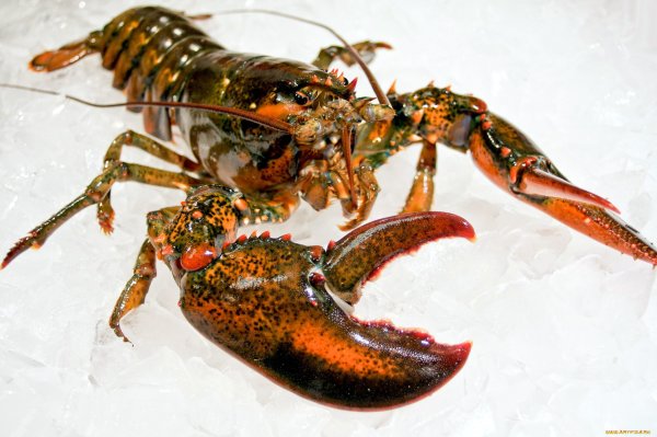 Омар ракообразное