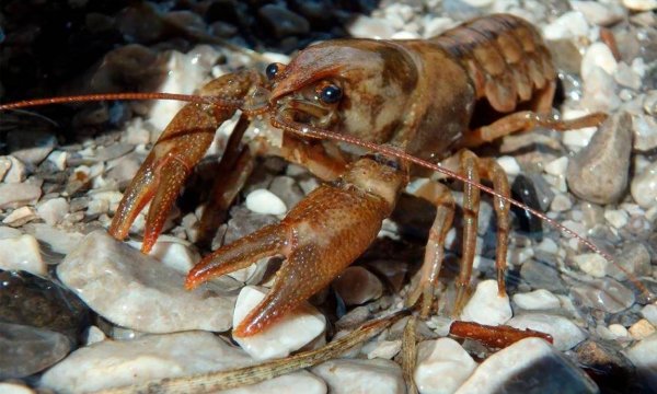 Пресноводные ракообразные