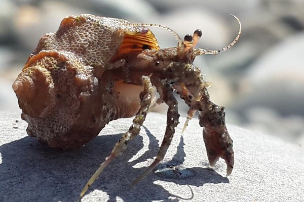 Черноморский краб отшельник