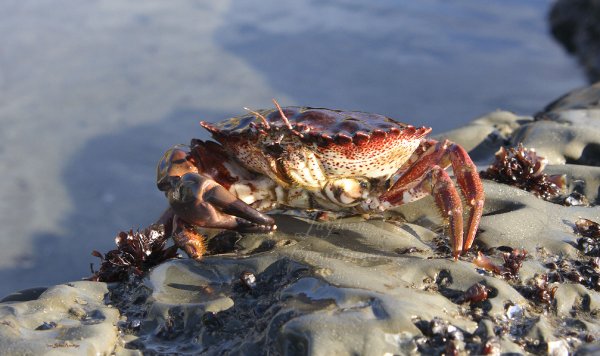 Морепродукты Омар лангуст