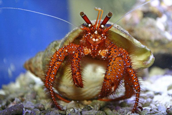 Креветка Мантис