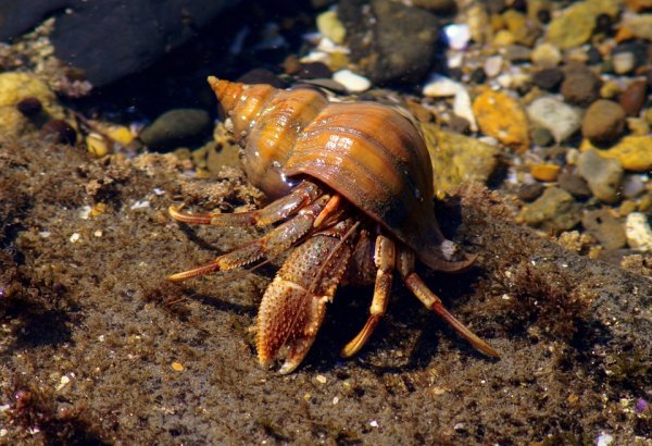 Краб Средиземноморский