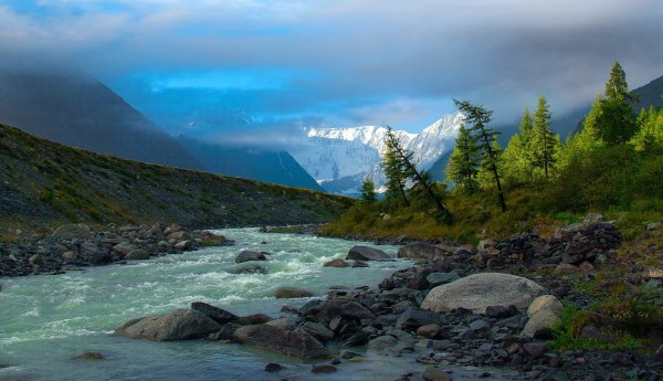 Алтай Тайга