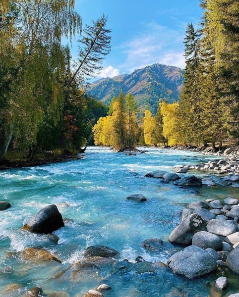 Аргут горный Алтай