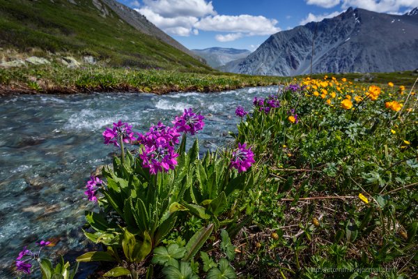 Альпийские Луга Алтая