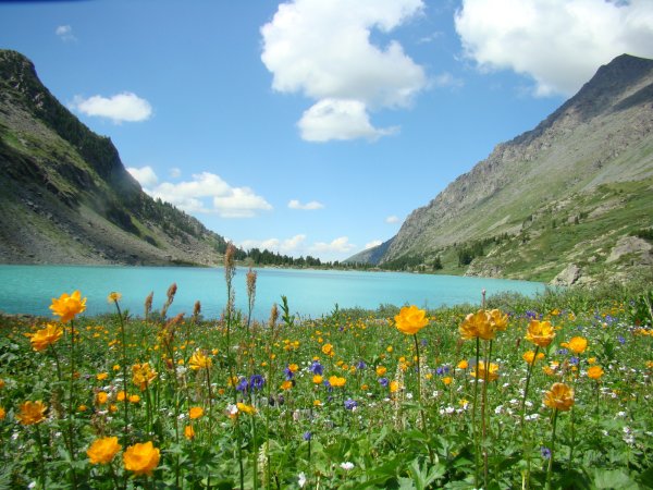 Горные пионы Алтая