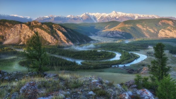 Белуха Алтай маральник
