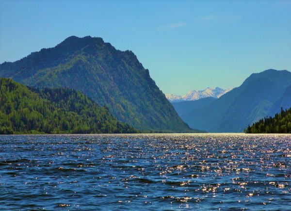 Актру горный Алтай