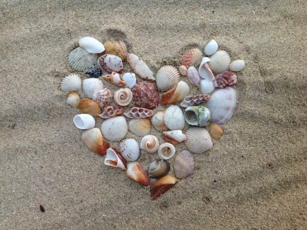 Ракушки на берегу