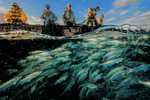 Рейкьявик рыболовство