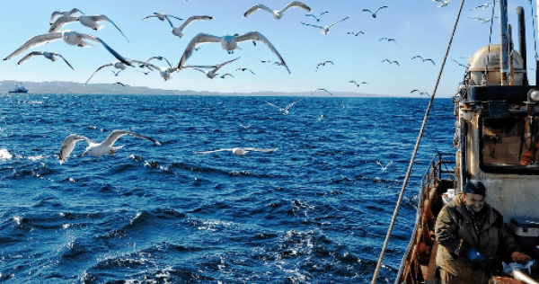 Рыбный промысел в Баренцевом море