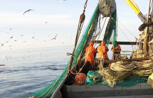 Траловый промысел Баренцево море