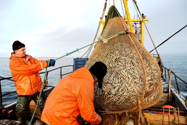 Промышленный лов рыбы