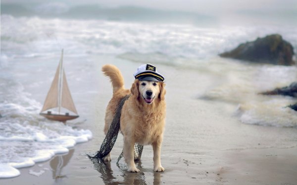 Собака на море