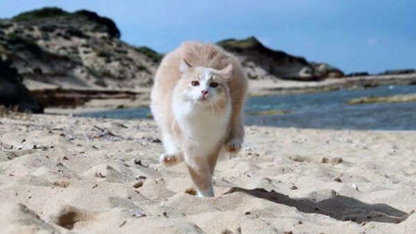 Коты на пляже